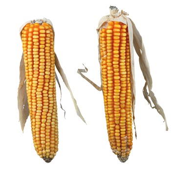 Stiuleti Trixie De Porumb 250 g 60288 Stiuleti Trixie De Porumb 250 g 60288