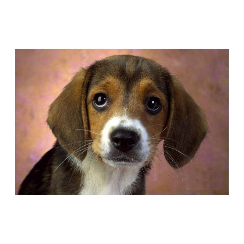 Stiker (autocolant) 3D pentru LAPTOP 15,6 Astrum NB200 Model.8