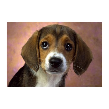 Stiker (autocolant) 3D pentru LAPTOP 15,6 Astrum NB200 Model.8 Stiker (autocolant) 3D pentru LAPTOP 15,6 Astrum NB200 Model.8