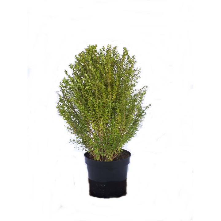 Buxus Microphila, Europlant, verde