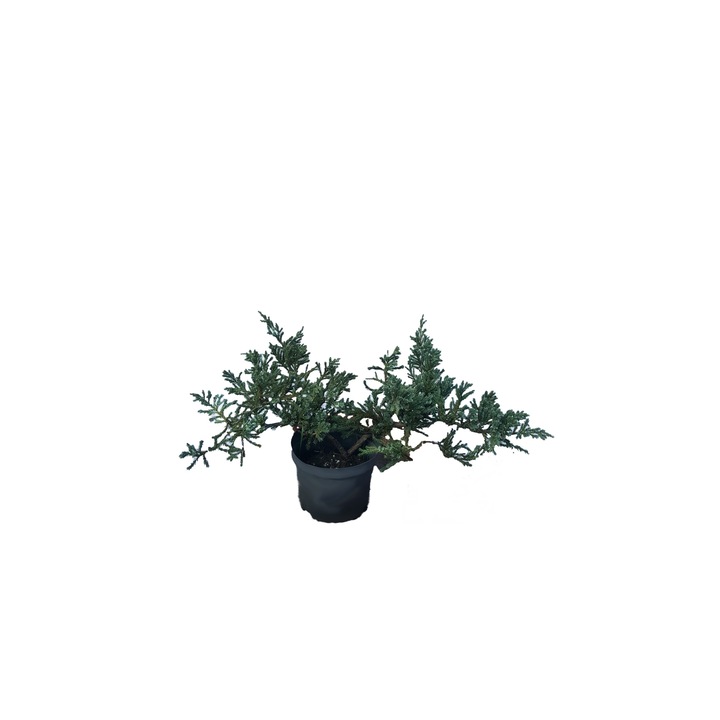 Juniperus Blue Carpet, Europlant, verde