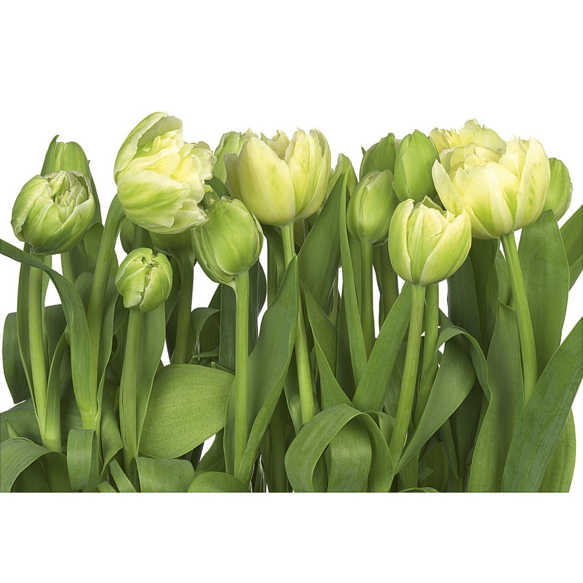 Fototapet Tulips, 8-900, dimensiuni H - 254/ L - 368 , lavabil, usor de montat si de curatat, adeziv inclus