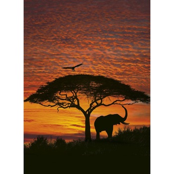 Fototapet peisagistic African Sunset Komar 4-501 Negru/Portocaliu 194 X 270cm ( LxI ) Fototapet peisagistic African Sunset Komar 4-501 Negru/Portocaliu 194 X 270cm ( LxI )