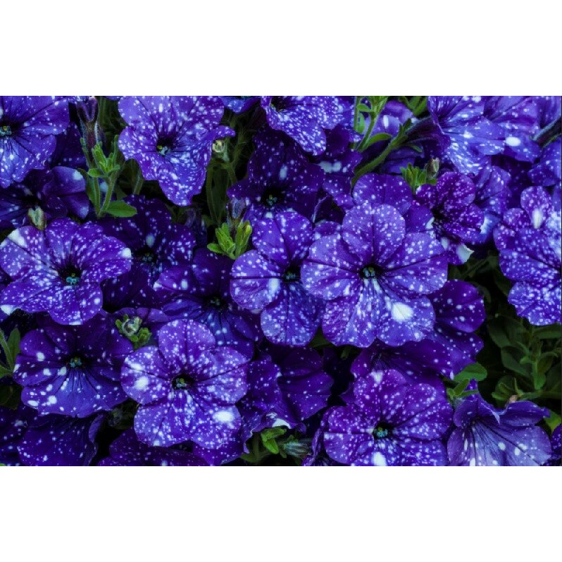 Tablou canvas Albastrele, 45 x 30 cm