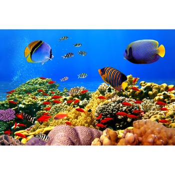 Autocolant Lumea subacvatica 1, 220 x 135 cm Autocolant Lumea subacvatica 1, 220 x 135 cm