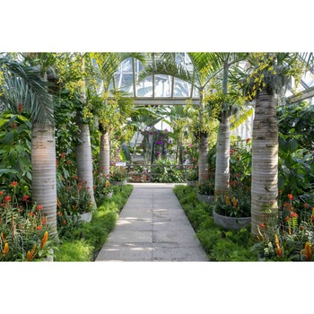 Autocolant Gradina cu palmieri, 270 x 200 cm Autocolant Gradina cu palmieri, 270 x 200 cm