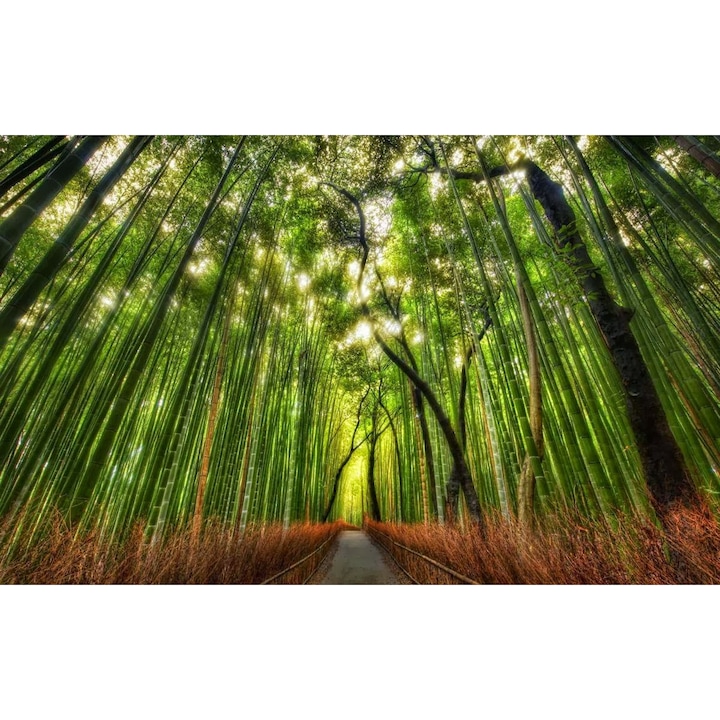 MÉDIA tapéta, utazás a bambusz erdőben, 220 x 135 cm