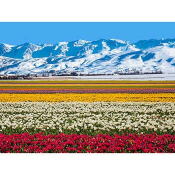 Tablou canvas Flori si munte, 45 x 30 cm Tablou canvas Flori si munte, 45 x 30 cm