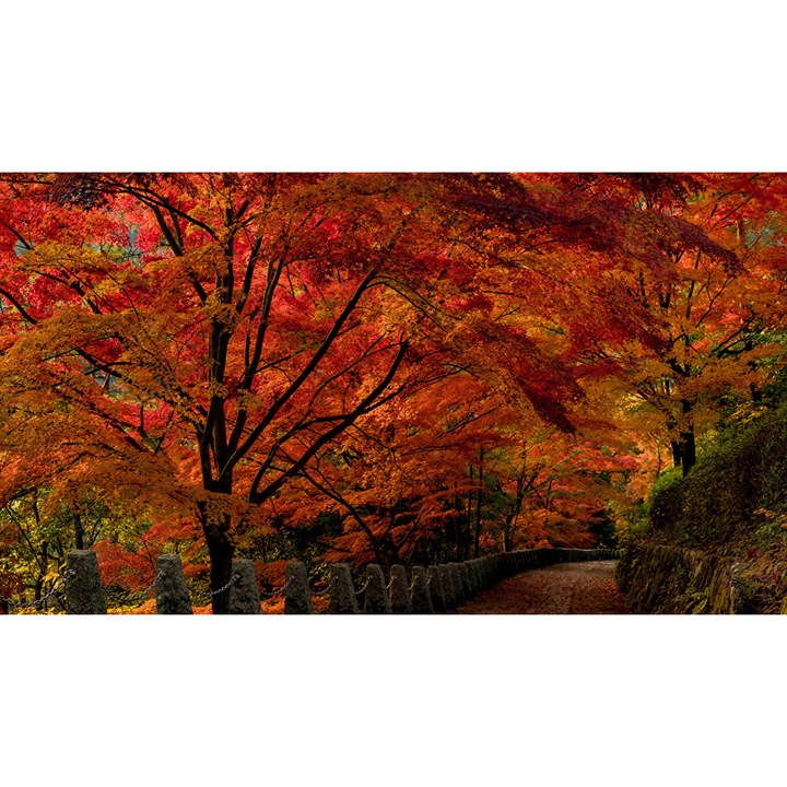 Fototapet Gradina japoneza, 250 x 200 cm