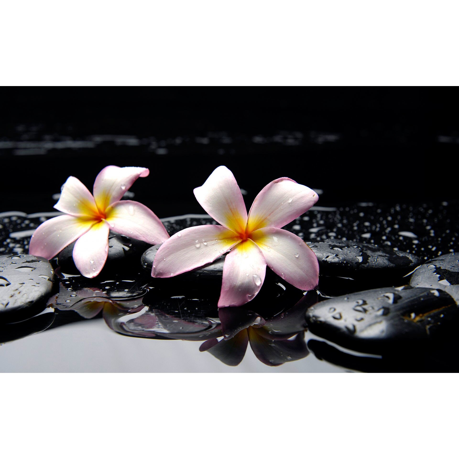 Tablou canvas Orhidee alba, 45 x 30 cm