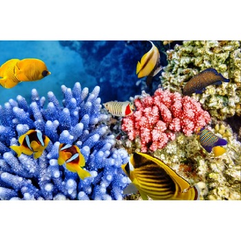 Fototapet de perete autoadeziv si lavabil Lumea subacvatica 3, 270 x 200 cm Fototapet de perete autoadeziv si lavabil Lumea subacvatica 3, 270 x 200 cm