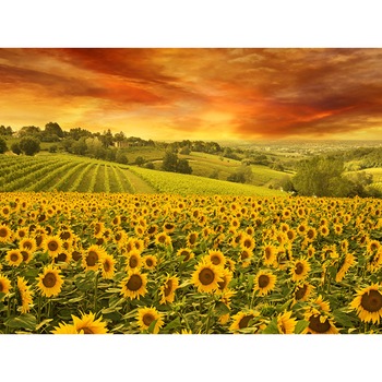 Fototapet de perete autoadeziv si lavabil Apus peste floarea soarelui, 220 x 135 cm Fototapet de perete autoadeziv si lavabil Apus peste floarea soarelui, 220 x 135 cm