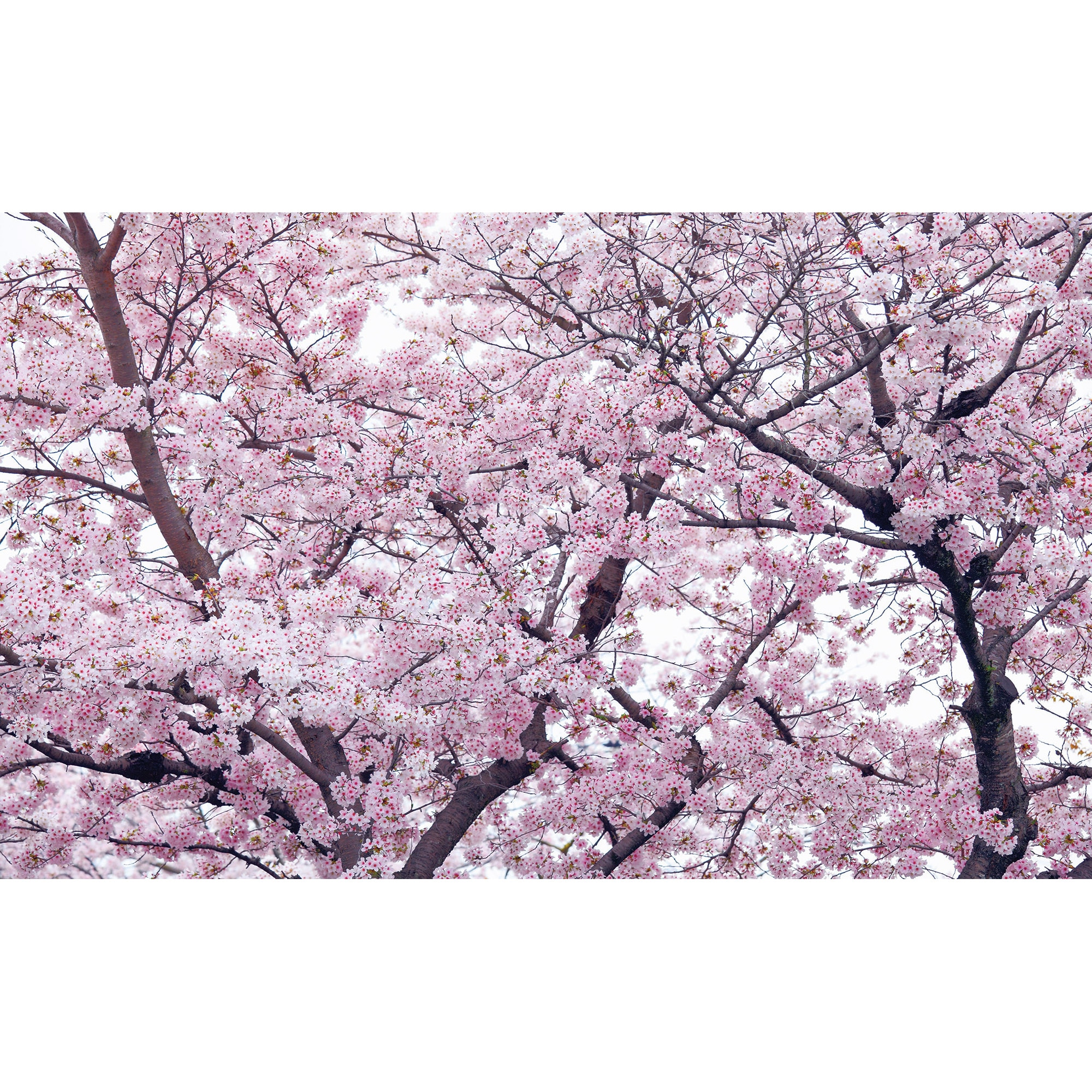 Fototapet DEGRETS 83855 Primavara infloritoare 184x254cm