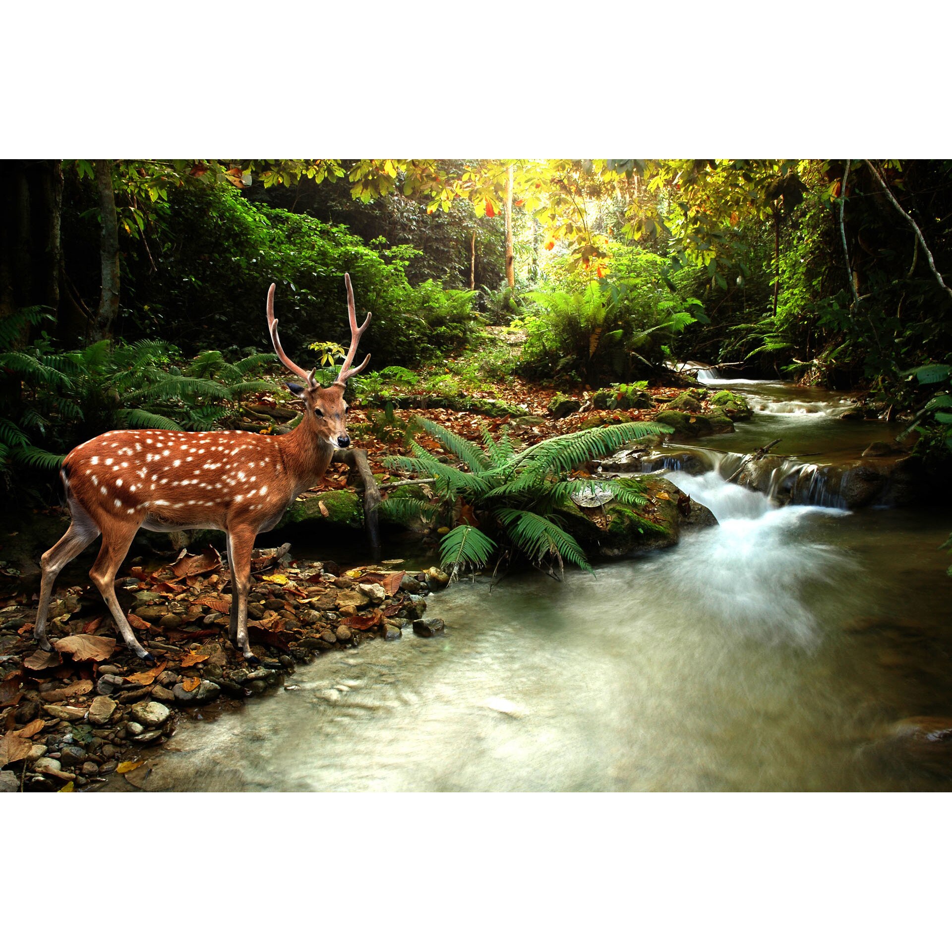 Fototapet DEGRETS 83864 Caprioara langa rau 184x254cm