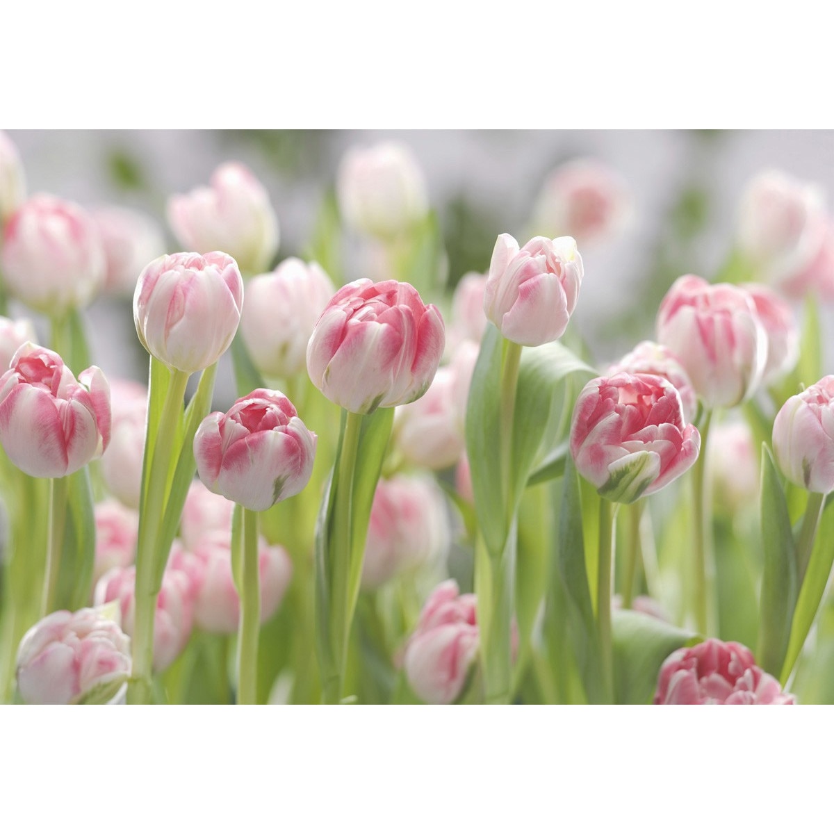 Fototapet , Colectia Komar Vol 15, Categoria Deluxe , 8 piese , dimensiuni 368x254 cm , 8-708