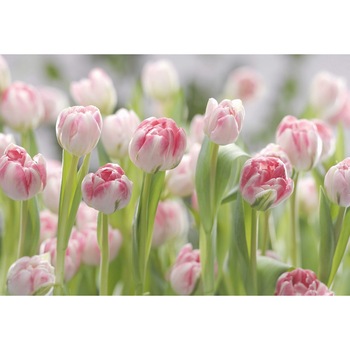 Fototapet , Colectia Komar Vol 15, Categoria Deluxe , 8 piese , dimensiuni 368x254 cm , 8-708 Fototapet , Colectia Komar Vol 15, Categoria Deluxe , 8 piese , dimensiuni 368x254 cm , 8-708