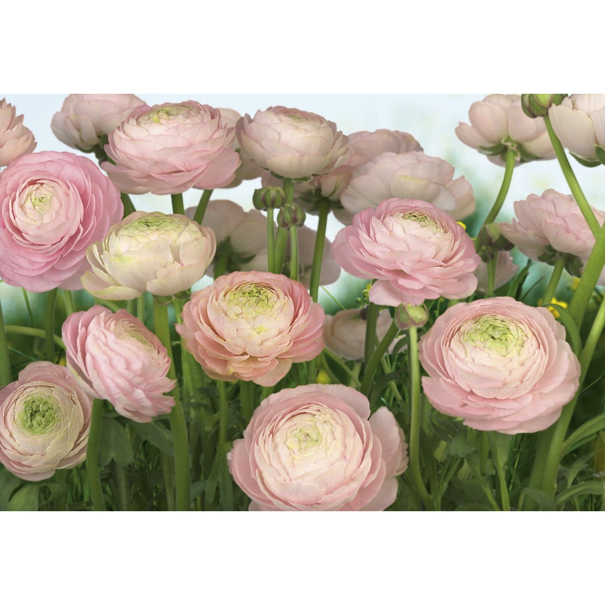 Fototapet Gentle Rose, 8-894, dimensiuni H - 254/ L - 368 , lavabil, usor de montat si de curatat, adeziv inclus