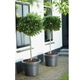 Ghiveci Green Basics Cilinder 65cm negru