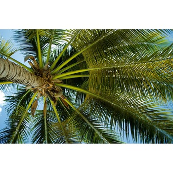 Fototapet de perete autoadeziv si lavabil Sub palmier, 270 x 200 cm Fototapet de perete autoadeziv si lavabil Sub palmier, 270 x 200 cm