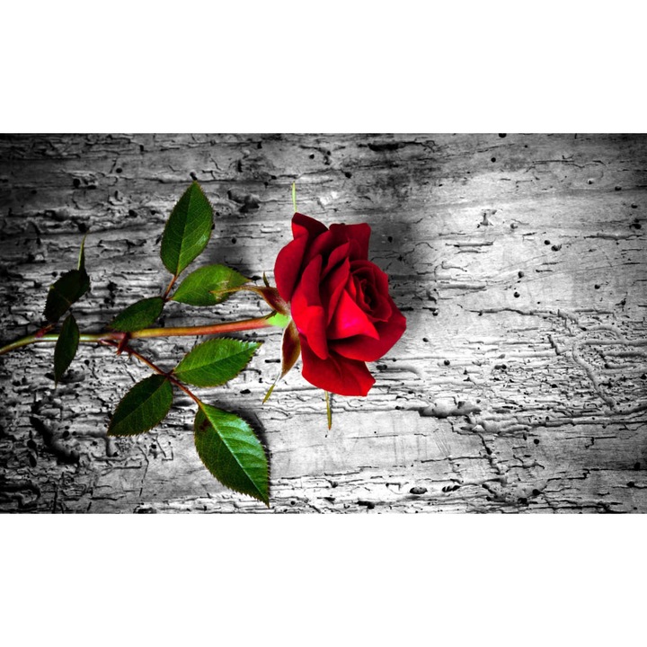 Fotótapéta Red rose, 400 x 250 cm