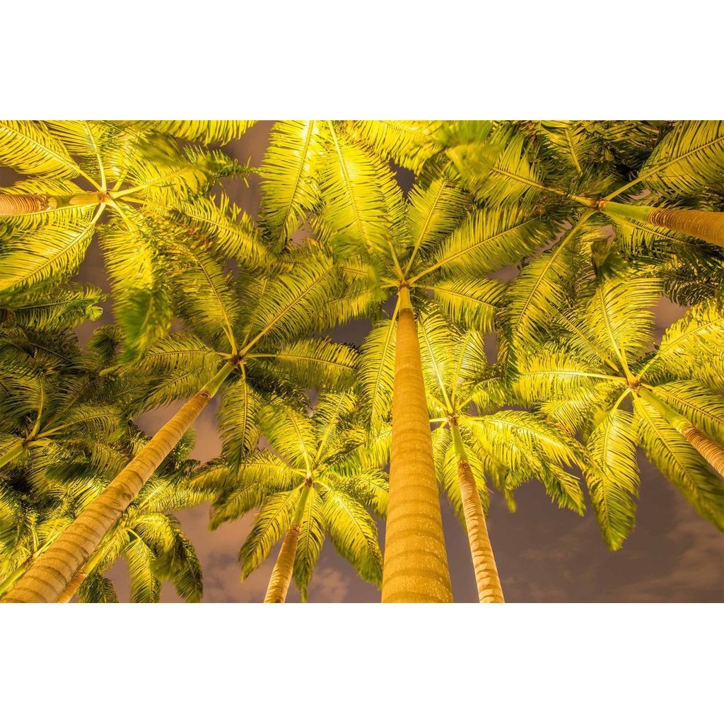 Fototapet de perete autoadeziv si lavabil Palmieri in reflector, 270 x 200 cm