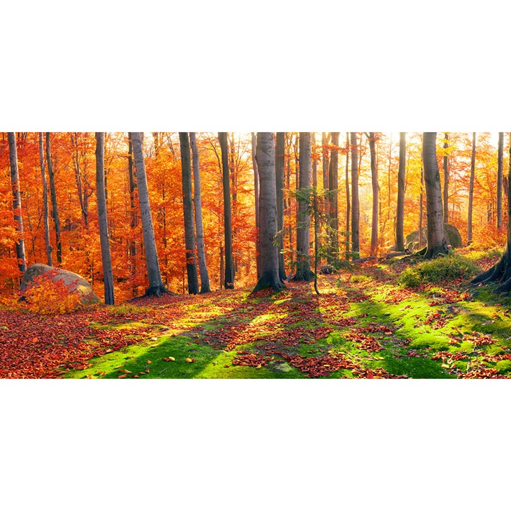 Fototapet Padure cu raze de soare, 400 x 250 cm