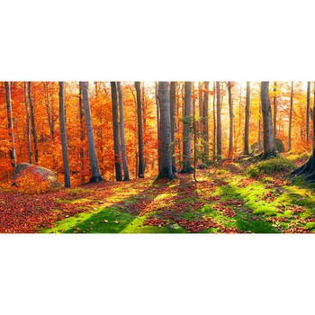 Autocolant Padure cu raze de soare, 270 x 200 cm Autocolant Padure cu raze de soare, 270 x 200 cm