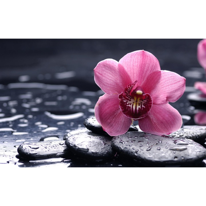 Blueback MAT Rózsaszín orchideák tapéta, 250 x 200 cm