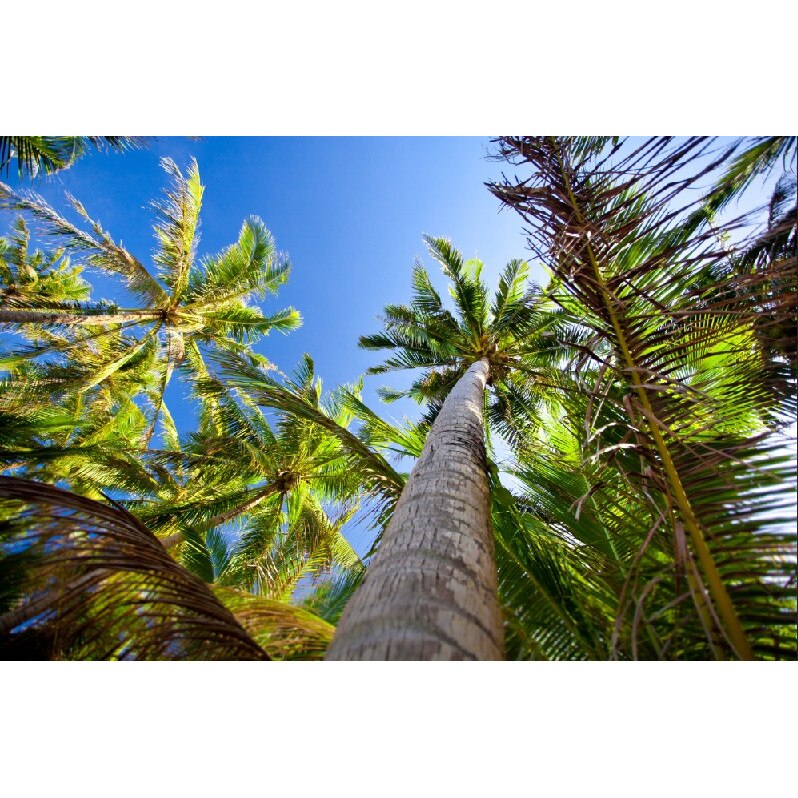 Autocolant Palmieri spre cer, 270 x 200 cm