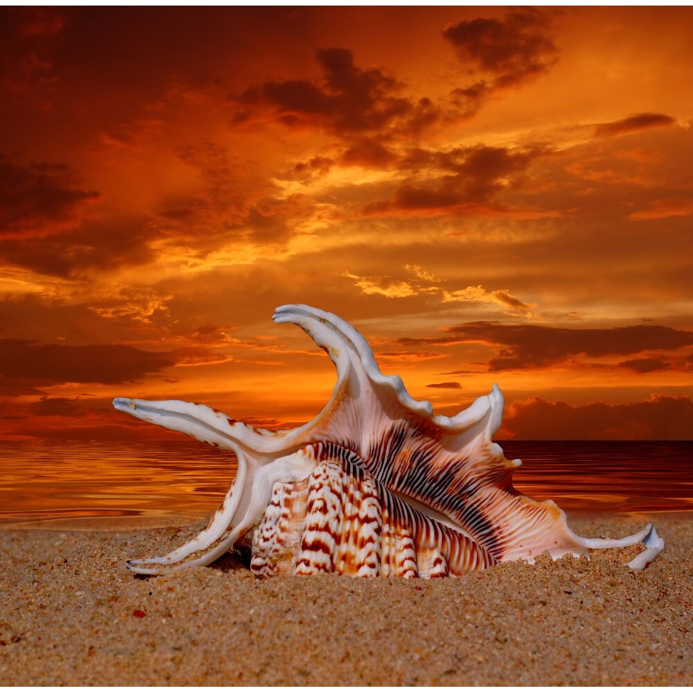 Tablou canvas Plaja, scoici, amurg, 45 x 30 cm