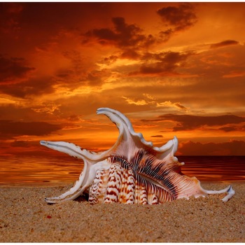 Tablou canvas Plaja, scoici, amurg, 45 x 30 cm Tablou canvas Plaja, scoici, amurg, 45 x 30 cm