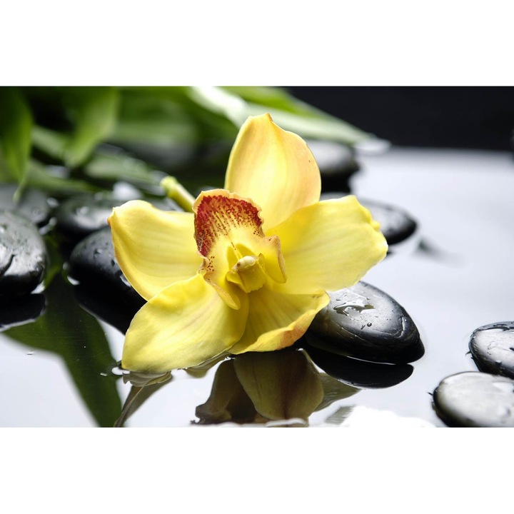 Autocolant Orhidee galbena, 270 x 200 cm