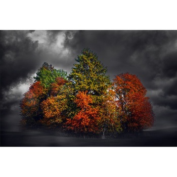 Tablou canvas Pata de culoare, 45 x 30 cm Tablou canvas Pata de culoare, 45 x 30 cm