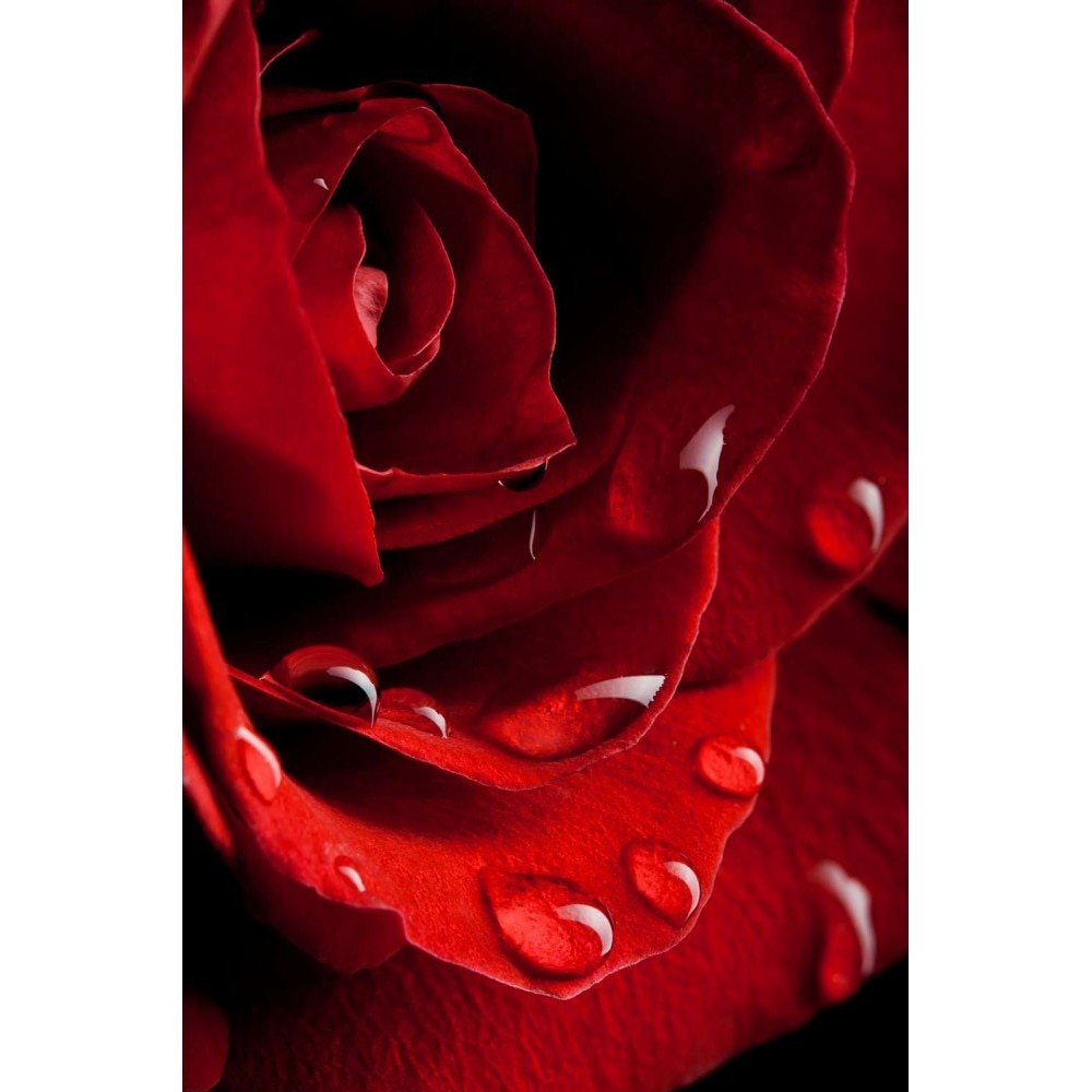 Fototapet PREMIUM vlies, lavabil, Trandafir rosu, 200x280 cm