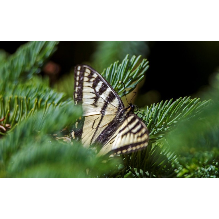 Tablou canvas Fluturele dintre pini, 100x70 cm