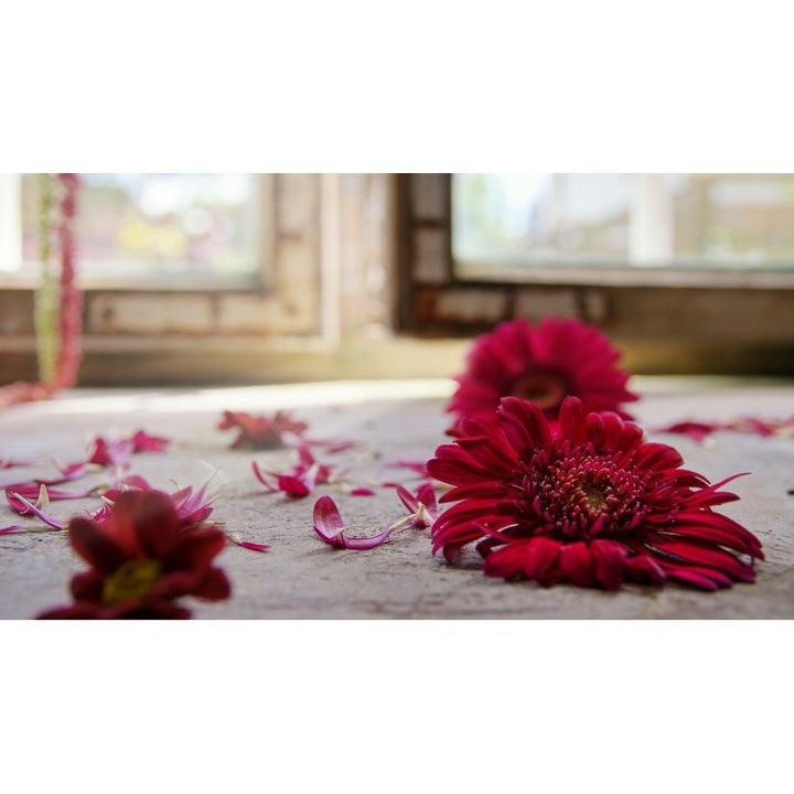 Fototapet autoadeziv Canvas Petale, 100x70 cm