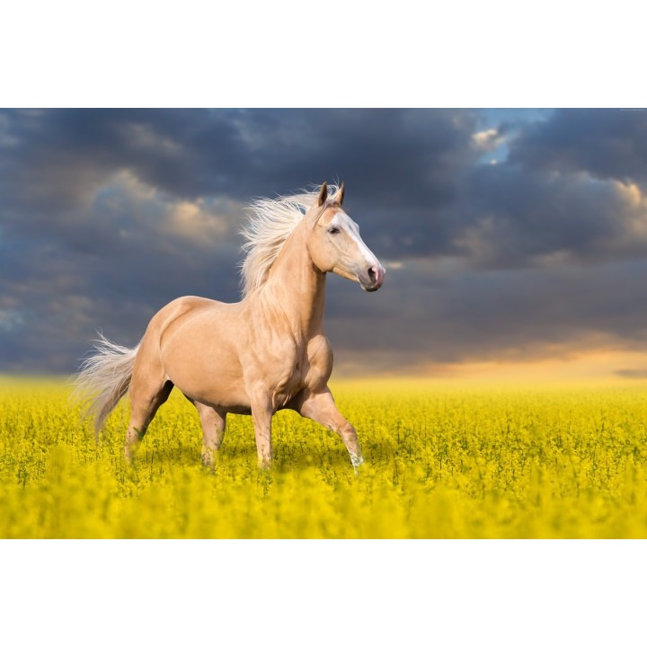 Fototapet autoadeziv Canvas Calul pe campul innorat, 120x80 cm