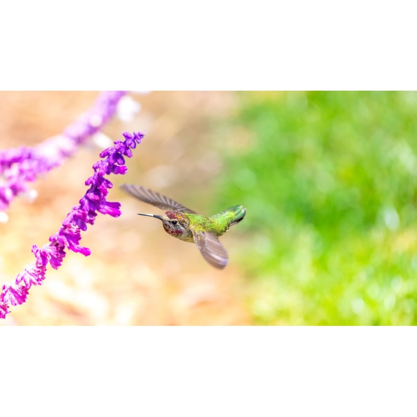 Fototapet autoadeziv Colibri, 75x110 cm