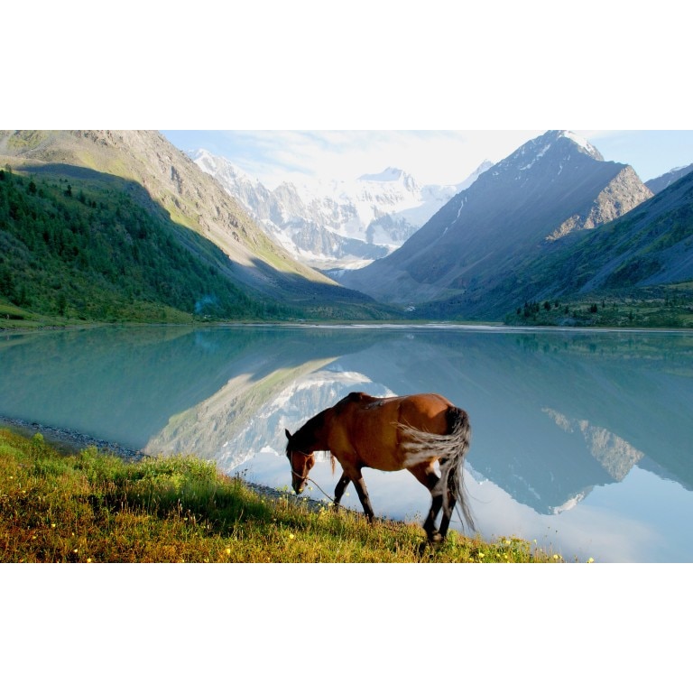 Tablou canvas Calul si muntele, 50x90 cm