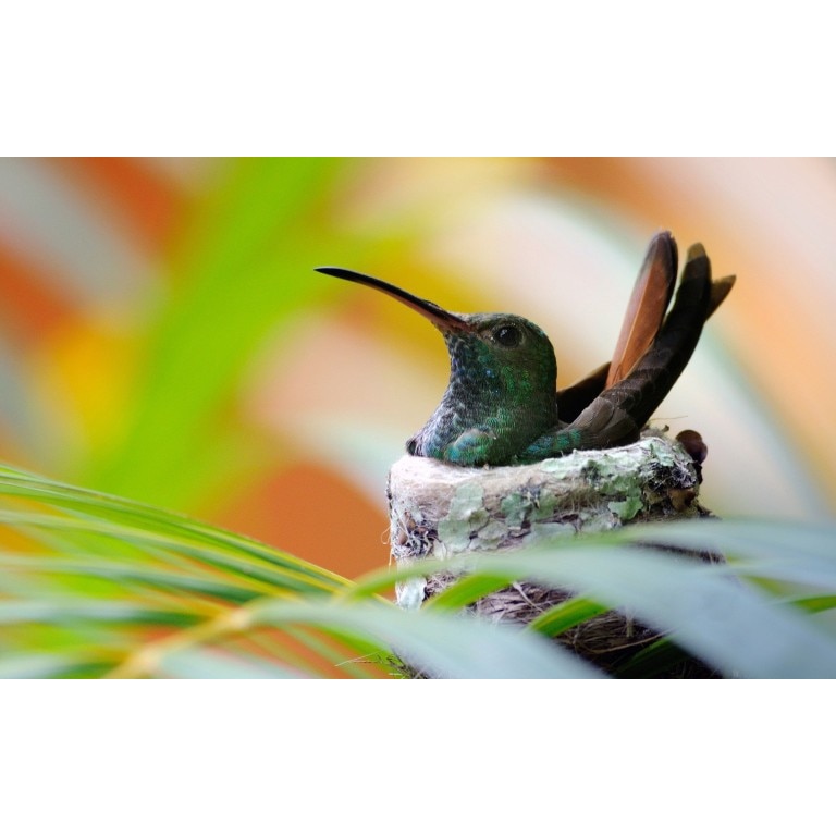 Tablou canvas Pasarea in cuib, 100x70 cm