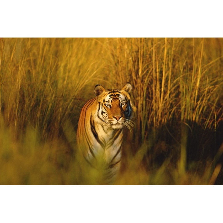 Tablou canvas Tigrul bengal, 60x40 cm