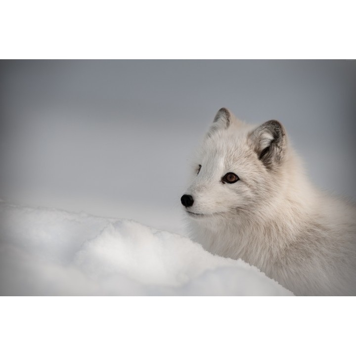 Fototapet autoadeziv Canvas Lupul alb, 120x80 cm