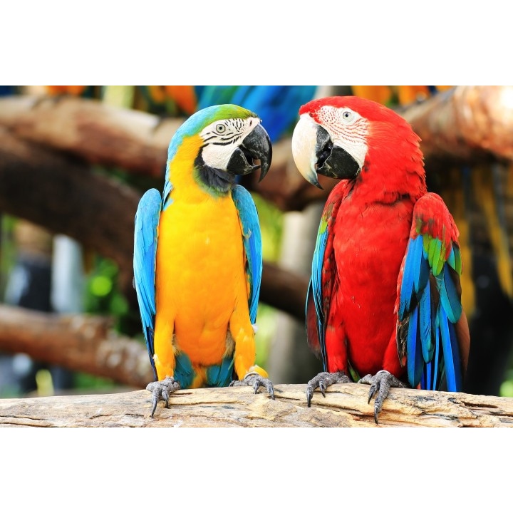 Tablou canvas Prietenii, 60x40 cm