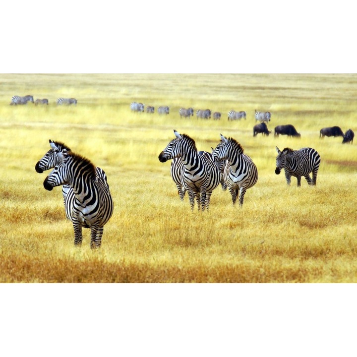 Persona Öntapadós tapéta, Zebrák a szavannán, 100x150 cm