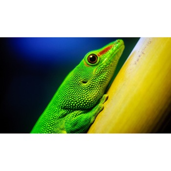 Tablou canvas Cameleon, 50x90 cm Tablou canvas Cameleon, 50x90 cm