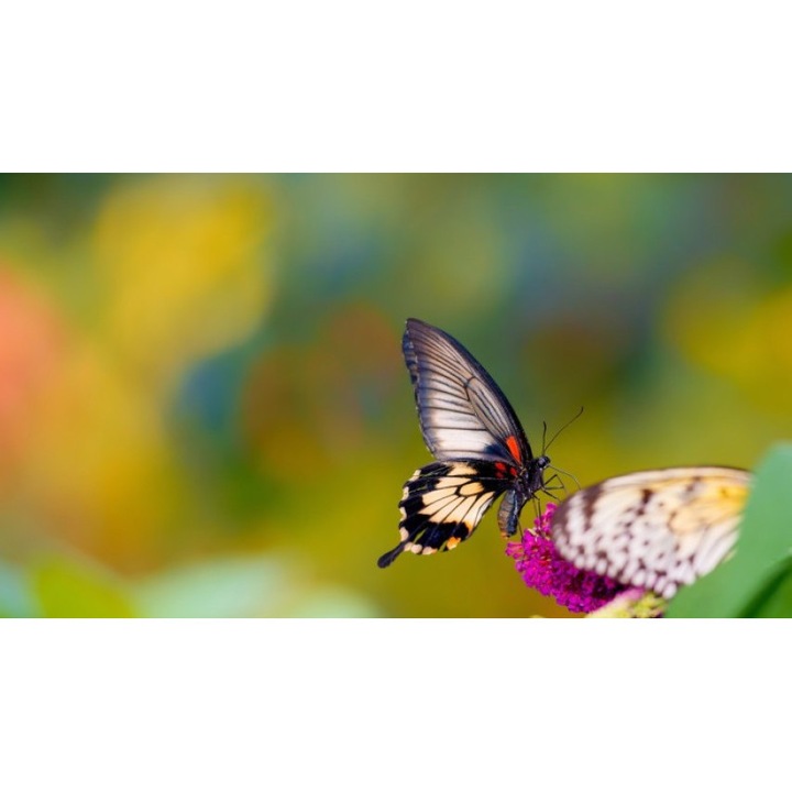 Fototapet autoadeziv Fluture, 130x80 cm