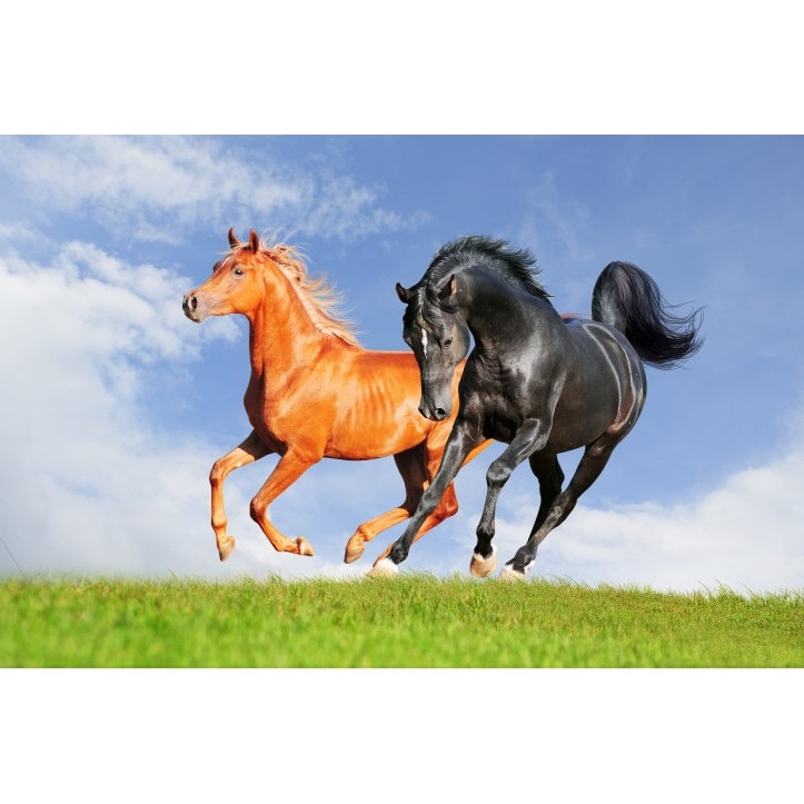 Tablou canvas Caii pe camp, 50x90 cm