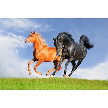 Fototapet autoadeziv Caii pe camp, 70x105 cm Fototapet autoadeziv Caii pe camp, 70x105 cm