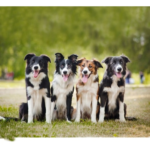 Tablou canvas Cateii veseli, 50x90 cm