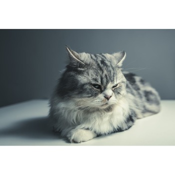 Tablou canvas Kitty-Kitty, 50x90 cm Tablou canvas Kitty-Kitty, 50x90 cm